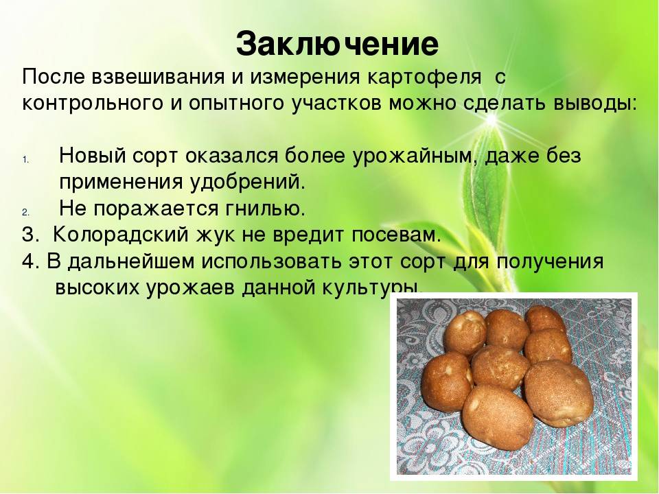 Картофель, сорт киви: описание, фото, отзывы :: syl.ru
