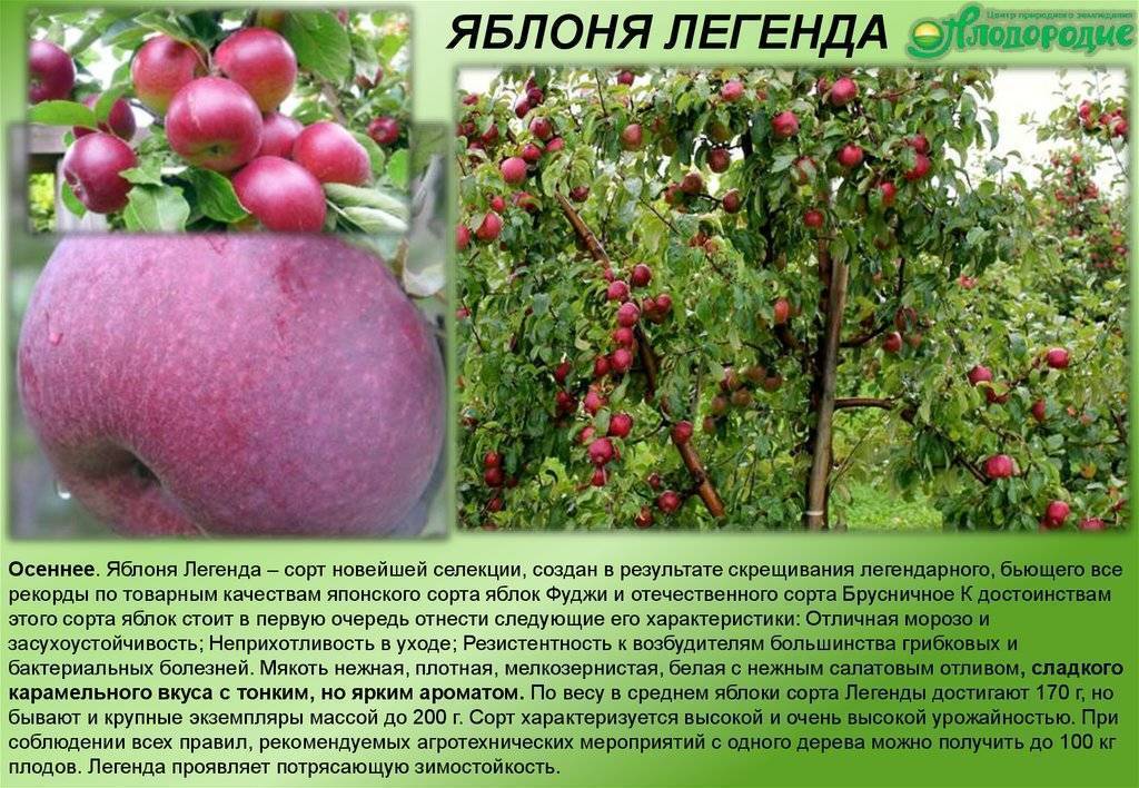 Описание и характеристики яблони сорта Имрус, выращивание и размножение