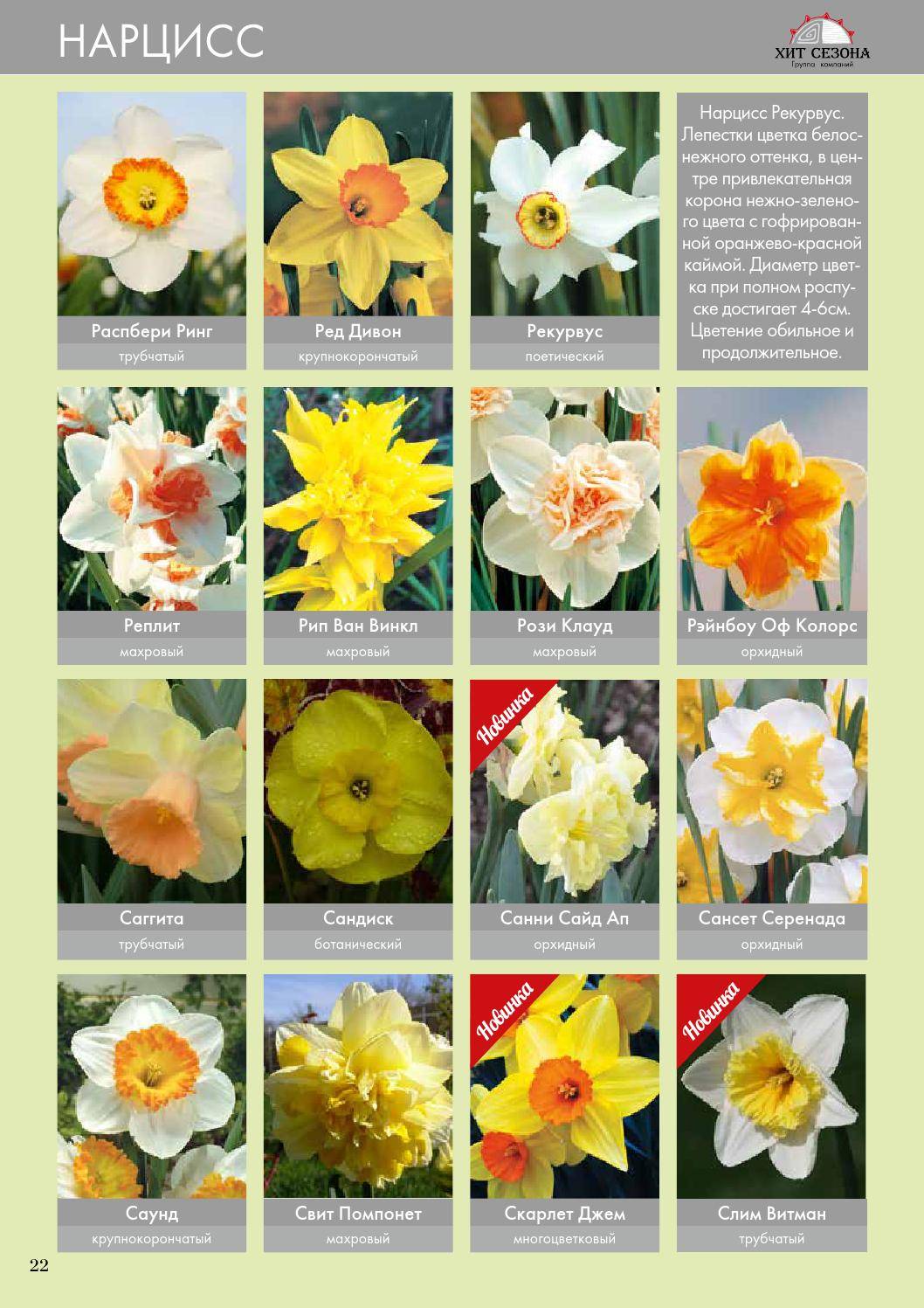 Цветы нарциссы – описание, виды и сорта