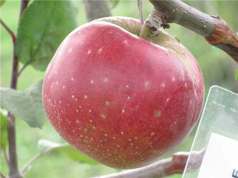 Яблоня пепин шафранный: описание сорта, достоинства и недостатки, лучшие опылители, характеристика плодов, правила посадки, особенности ухода