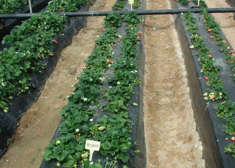 Высокие грядки для клубники: финская технология выращивания, посадка, агротехника