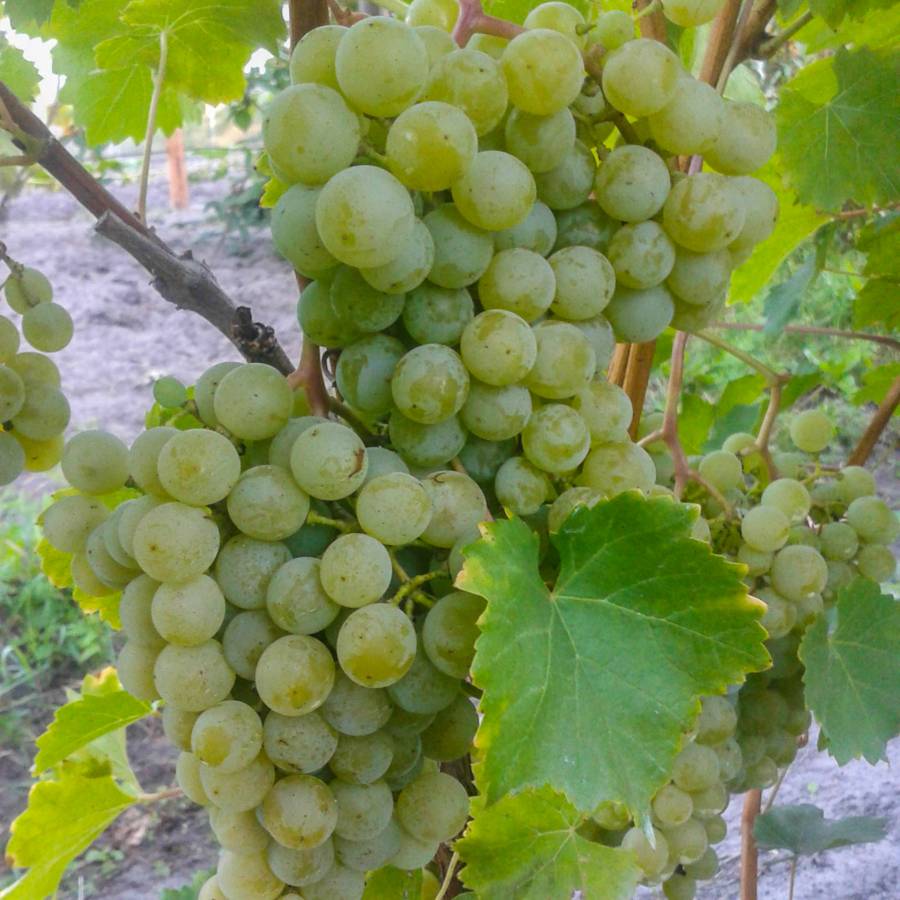 Сорт винограда цитронный магарача: описание, посадка и уход