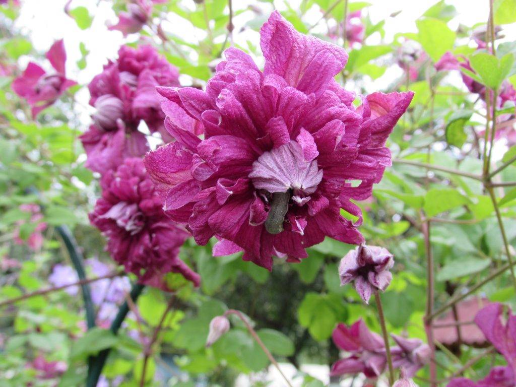 Клематис пурпуреа плена элеганс: описание сорта и его характеристика, размер цветка, фото + видео
