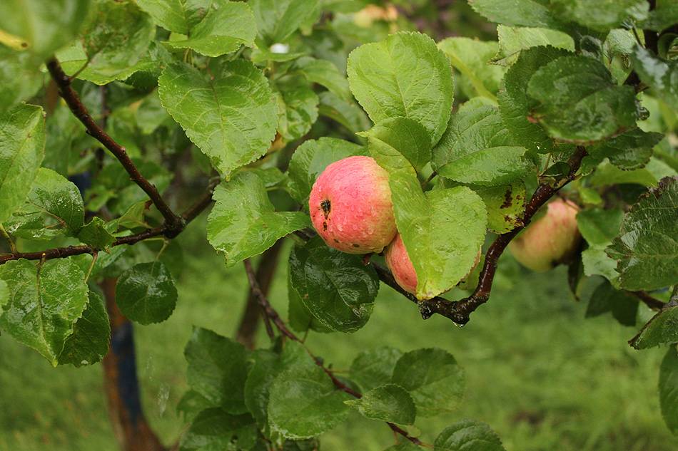Яблоня малиновка – описание описание сорта суйслепское декоративное
