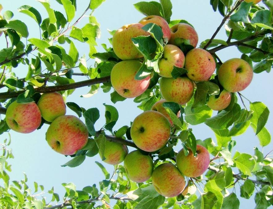 Описание яблони сорта Боровинка, выращивание и уход