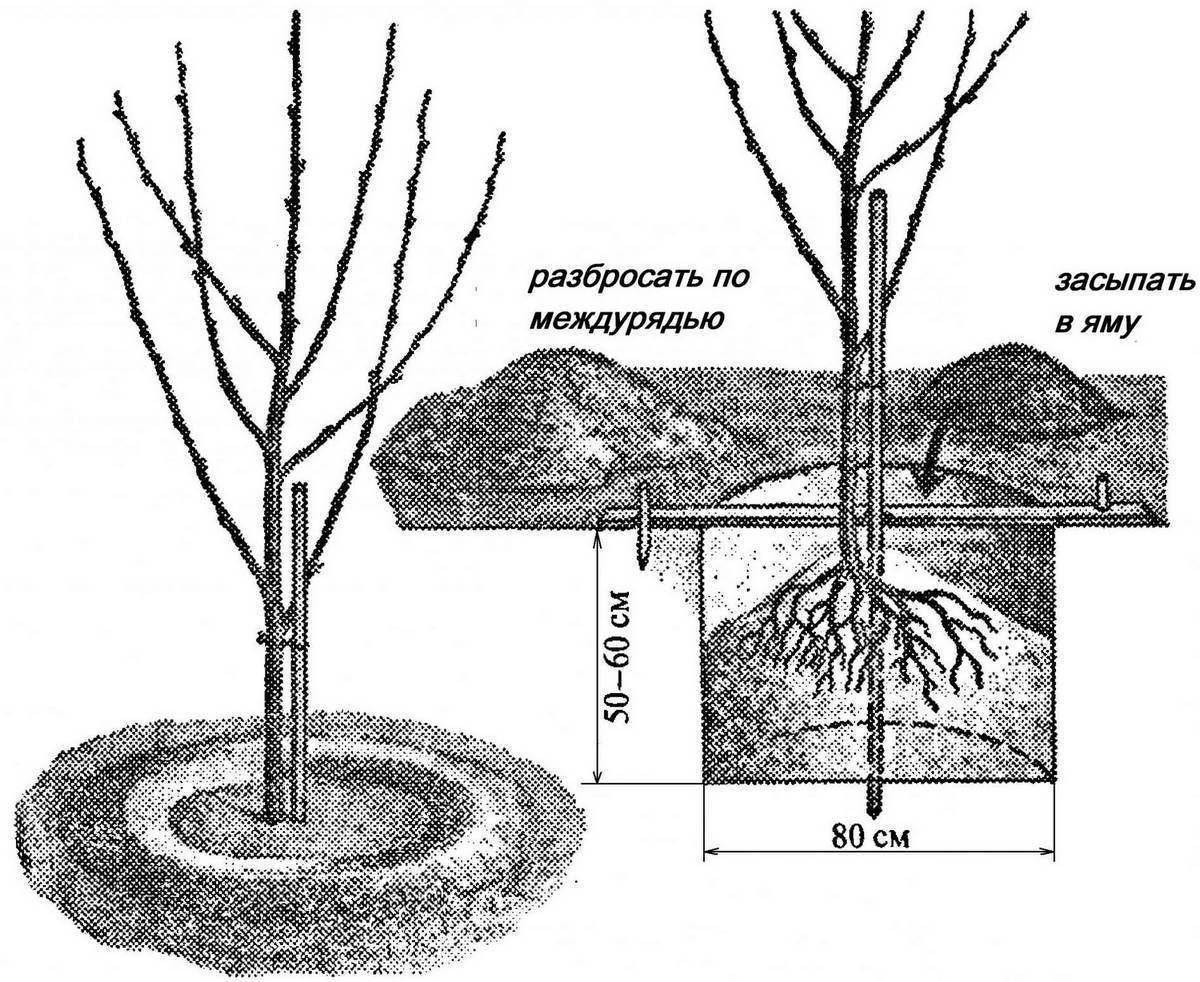 Пересадка вишни летом на другое место: когда можно пересаживать вишневое дерево и как его правильно пересадить