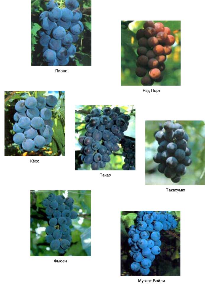 Как отличить сорта. Ампелография сортов винограда. Ампелографические сорта винограда. Сорт Рошфор виноград цвет. Виноград кёхо.