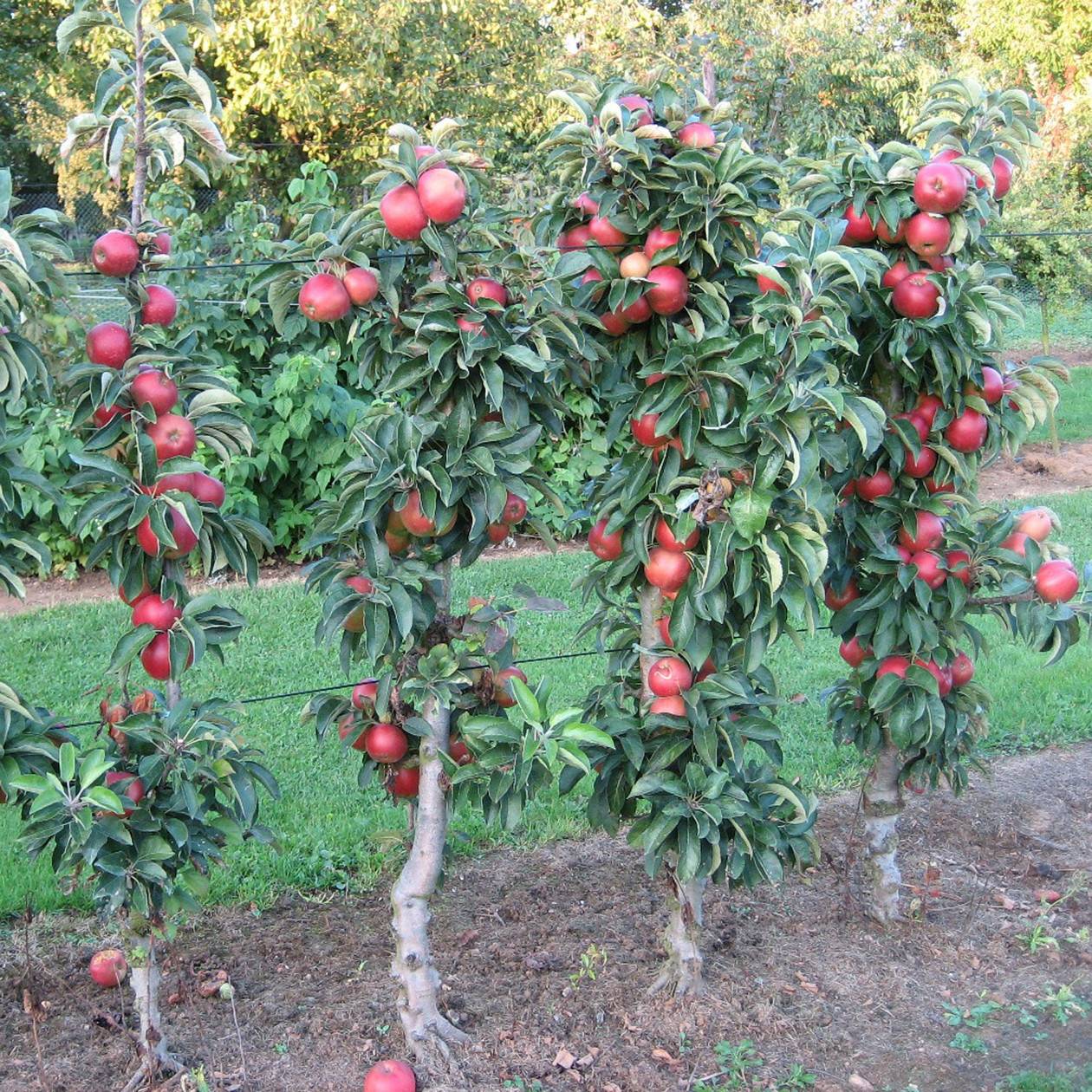 Карликовые яблони: посадка и уход, лучшие сорта, достоинства и недостатки, плодоношение