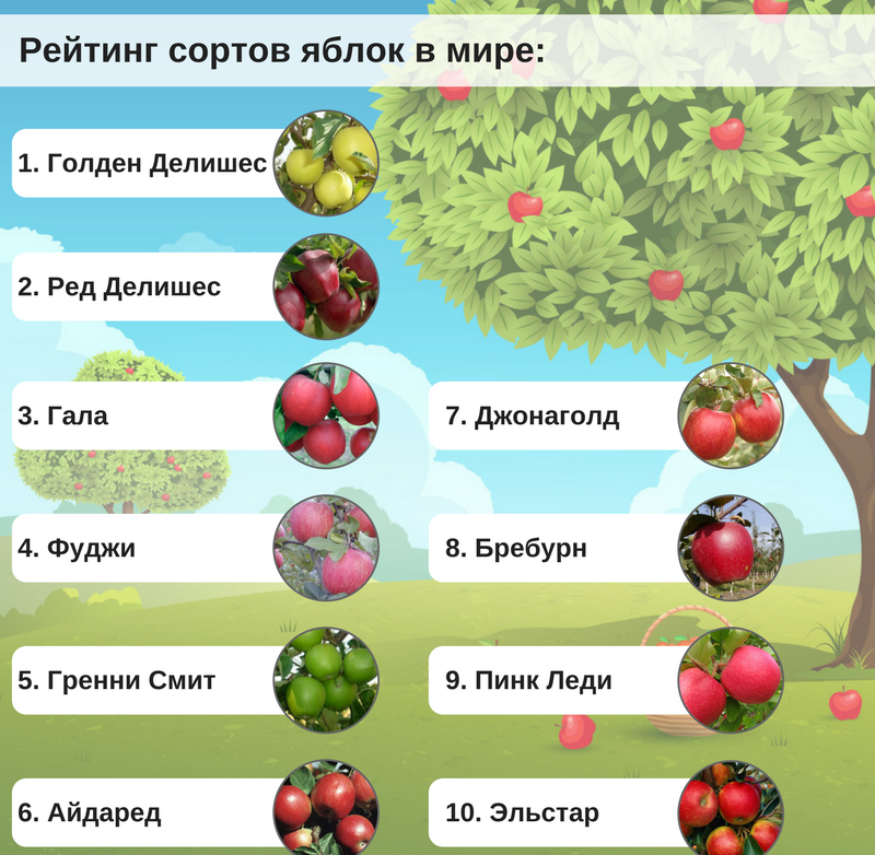 Сорта яблок в россии. Название яблок. Сорта яблонь названия. Сорта яблок таблица. Какие бывают сорта яблок.