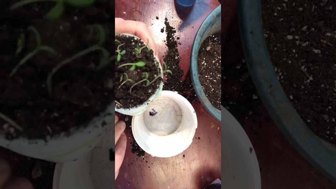 Выращивание рассады в улитке (рулонах) от начала до конца 