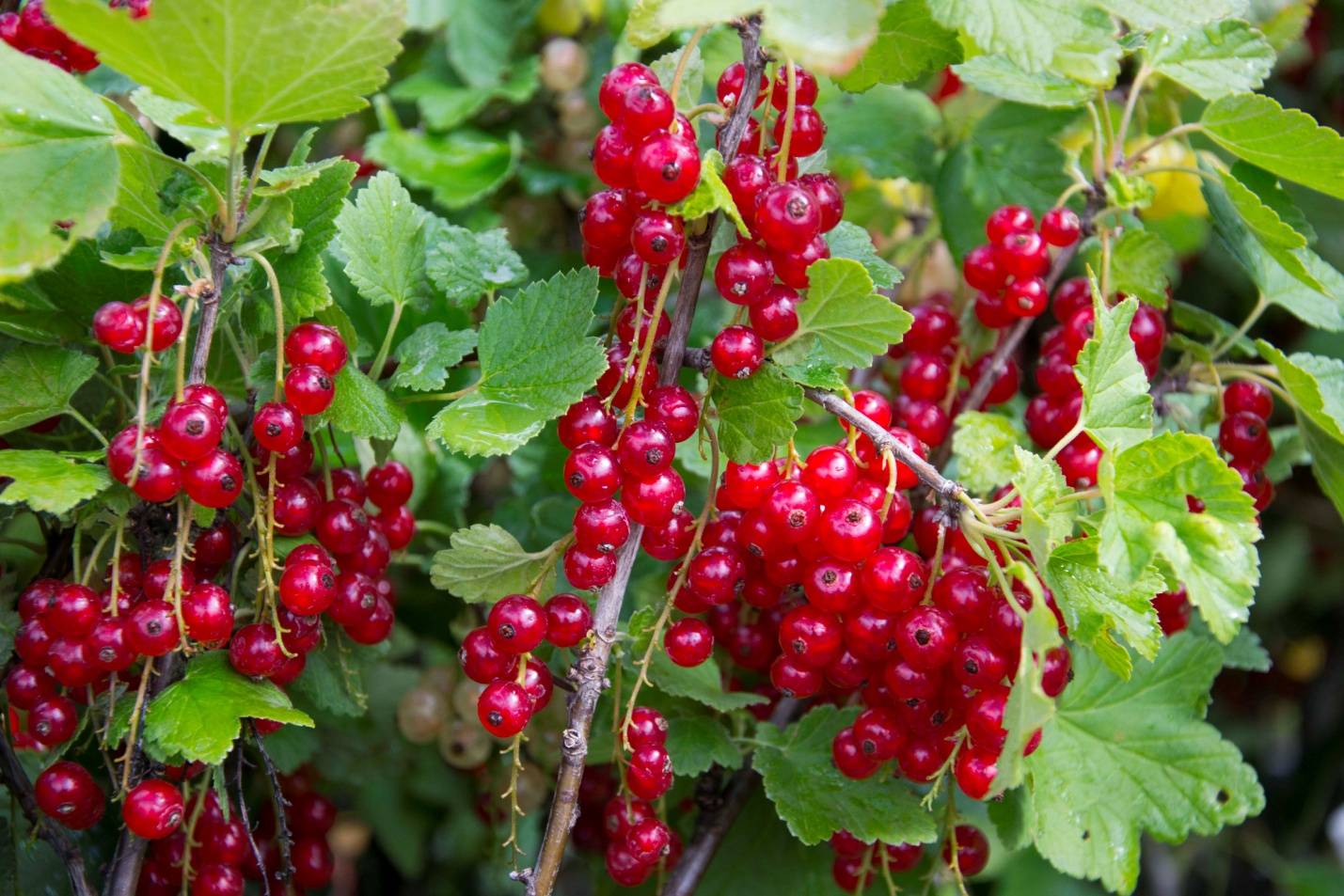 Красная смородина: лучшие сорта с описанием, как выглядят самые сладкие и крупные ягоды, какие подходят для выращивания в подмосковье и других областях
