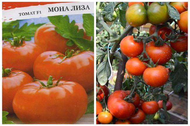 Мона лиза: все о культивации и применении томатов. полное описание агротехники