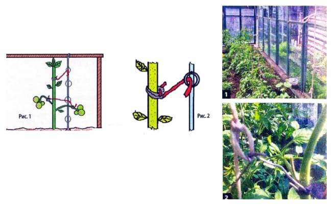 Схема подвязки помидоров в теплице. Подвязка томатов в теплице схема. Подвязка томатов линейная. Подвязать помидоры в открытом грунте высокорослые. Схема подвязывания томатов в теплице.