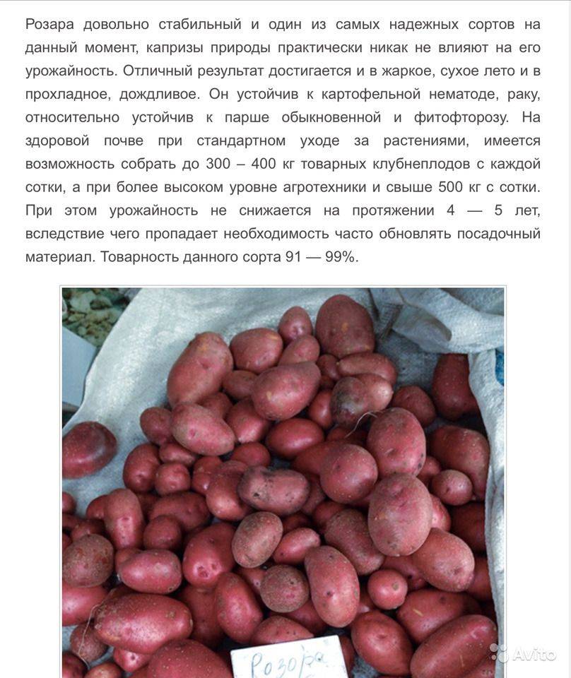 Картофель каменский