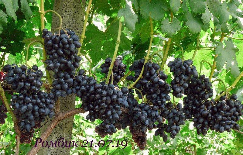 Описание и правила выращивания винограда сорта ромбик