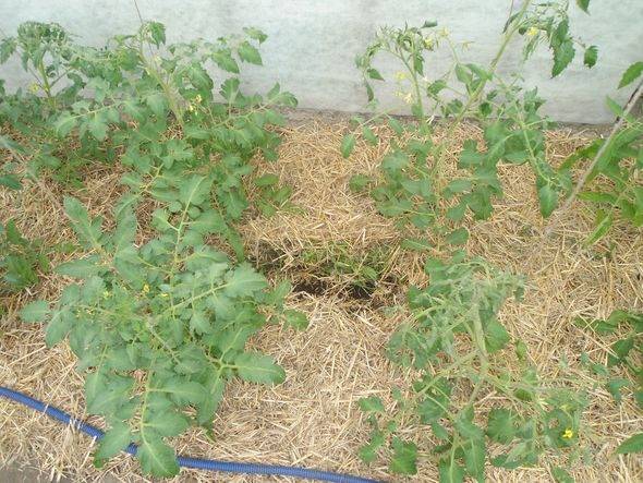 Мульчирование томатов в теплице и открытом грунте: чем можно мульчировать