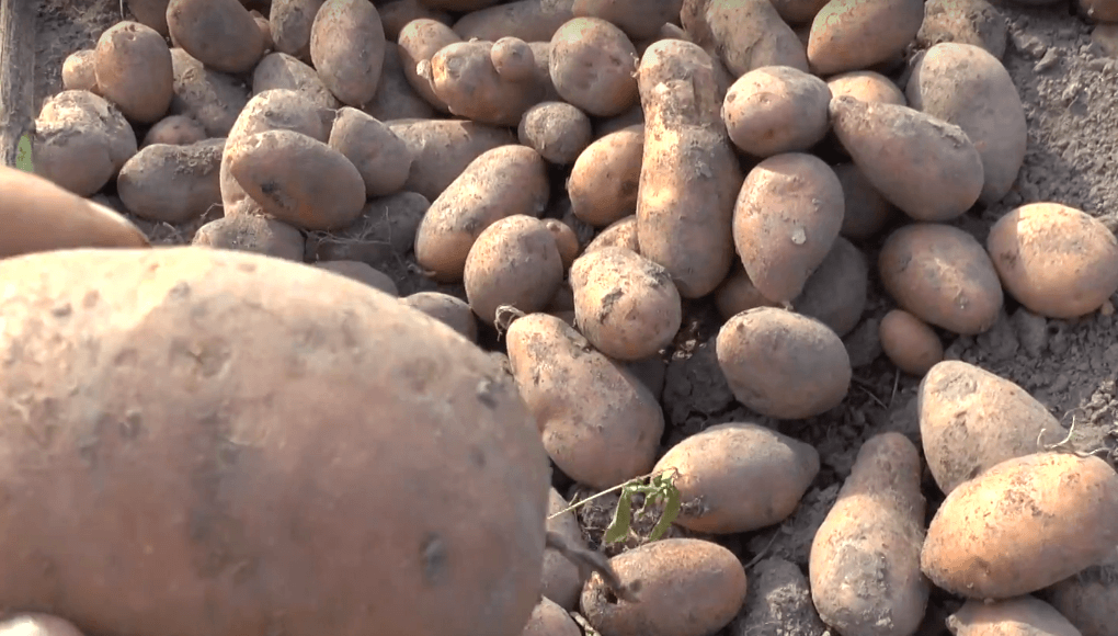 Картофель каменский — описание сорта, фото, отзывы