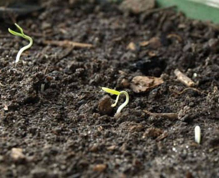 Как прорастить семена для рассады: 6 проверенных способов, чтобы семена взошли