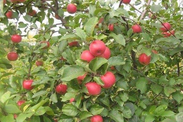 О яблоне благая весть: описание и характеристики сорта, посадка и уход