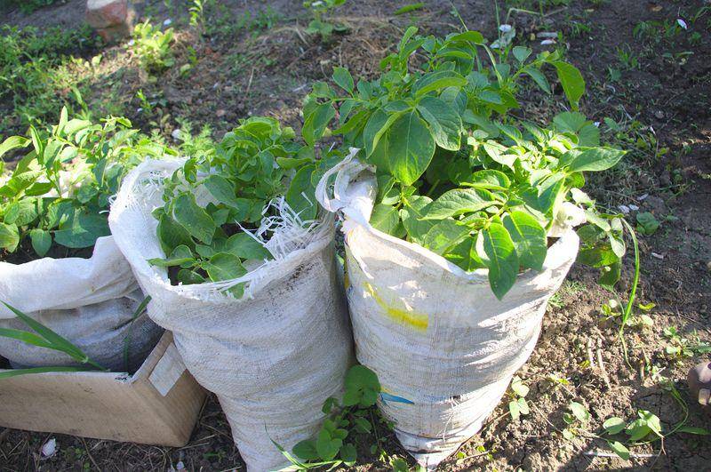 Выращивание картофеля в мешках: пошаговая технология, посадка и дальнейший уход, видео