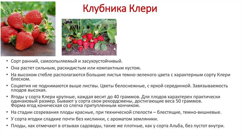 Клубника ламбада: описание сорта и характеристики, выращивание и уход с фото