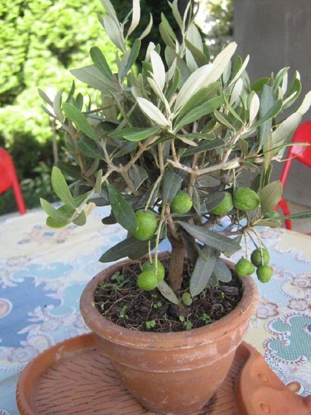 Оливковое дерево: уход в домашних условиях :: syl.ru