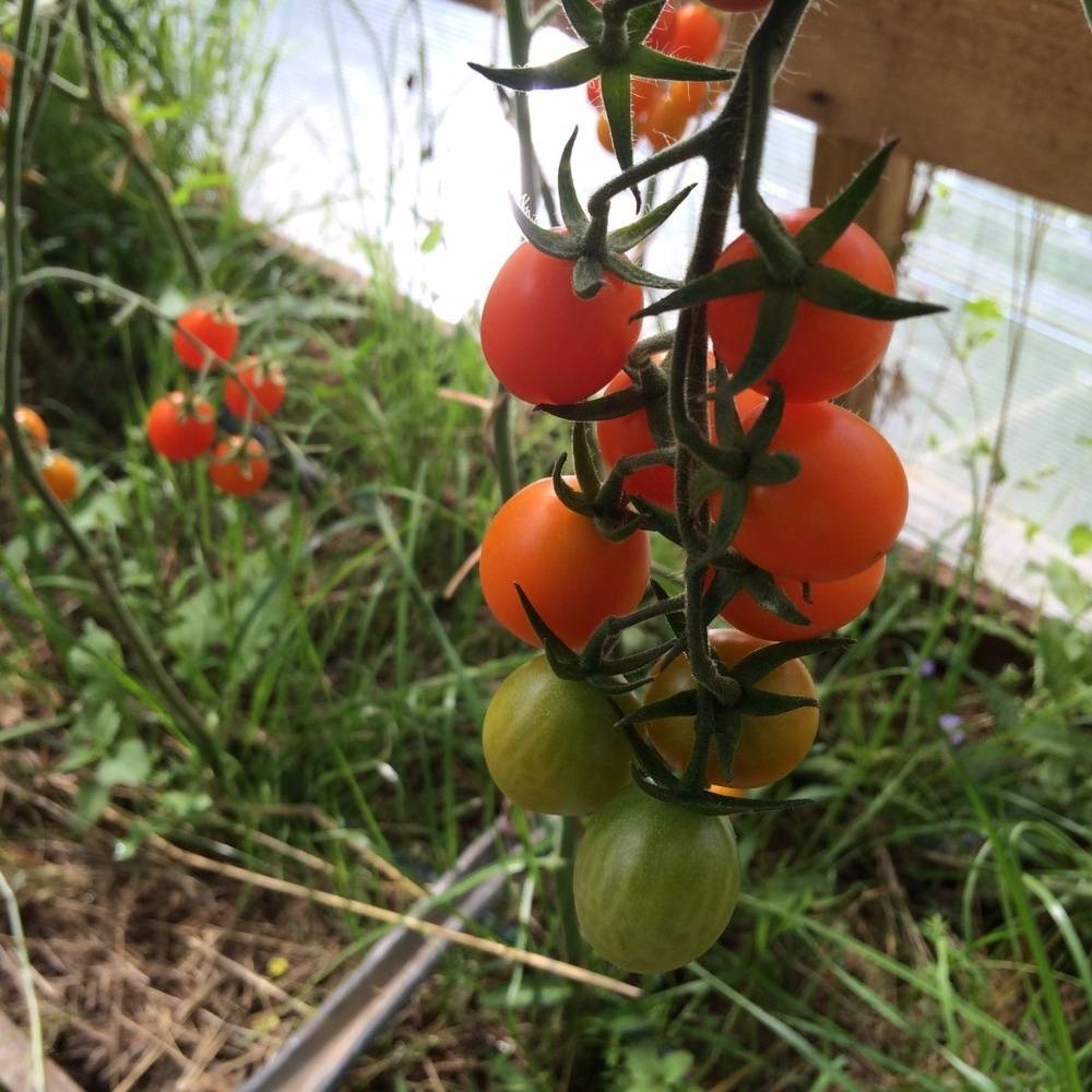 Сорта томатов финик
