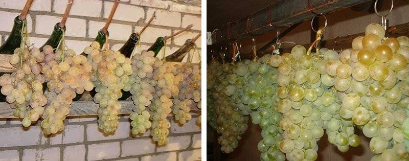 Как правильно хранить виноград и его черенки в домашних условиях