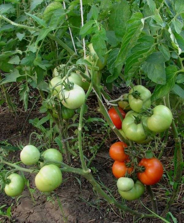 Томат красная гвардия: характеристика и описание сорта, урожайность с фото