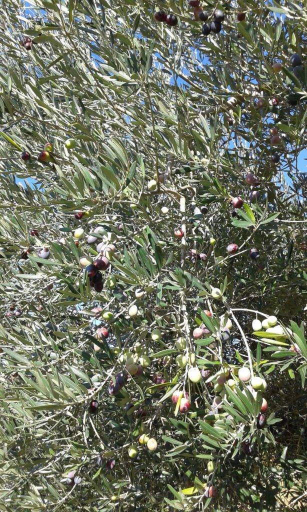 Как хранить оливки открытые и закрытые, хранение маслин, сроки