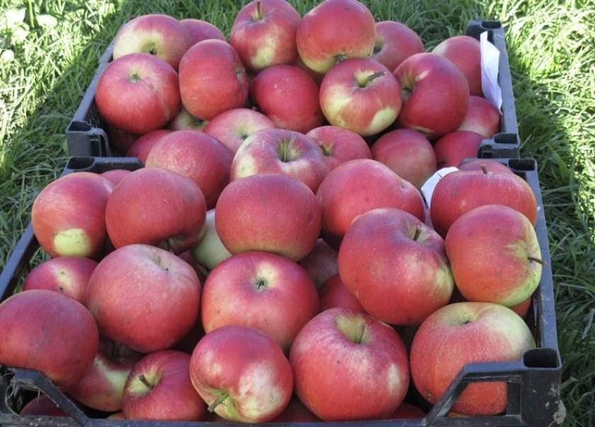 Основные характеристики, советы по выращиванию яблони веньяминовское