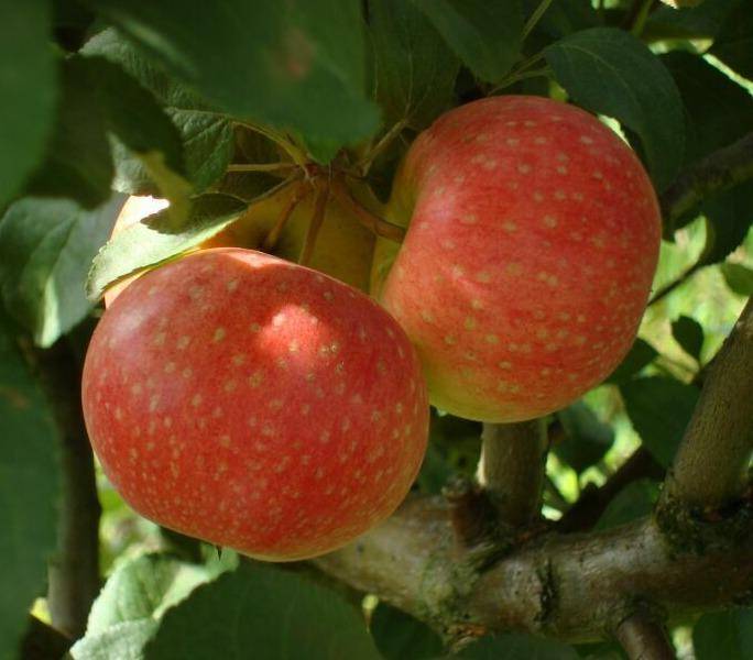 Яблоня елена: описание и фото, характеристики и особенности выращивания selo.guru — интернет портал о сельском хозяйстве