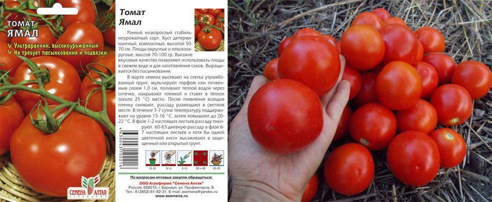 Рейтинг лучших сортов помидор для теплиц на 2022 год
