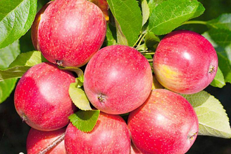 Описание сорта яблони горнист