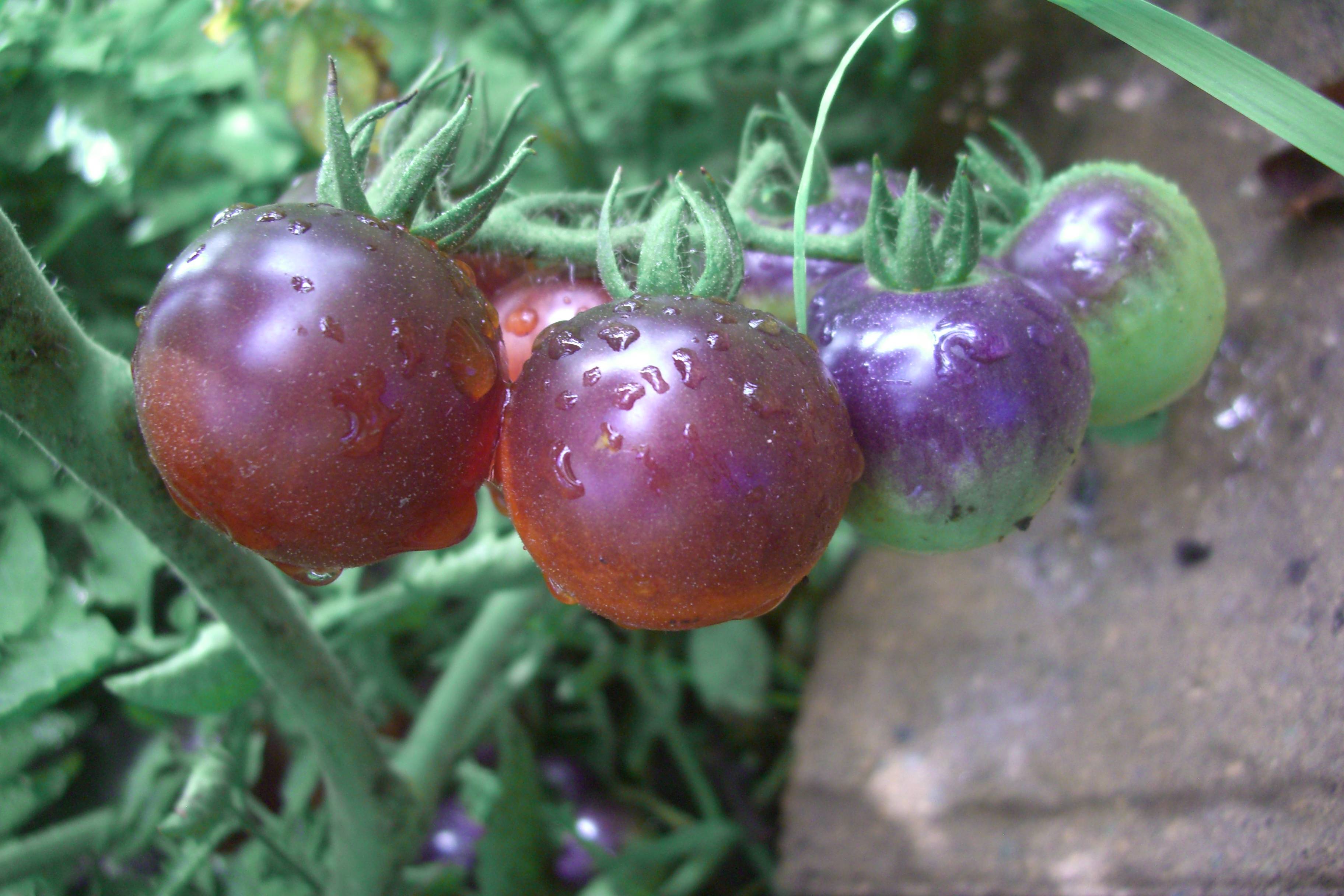 Описание сорта томата рябчик, его характеристика и выращивание – дачные дела