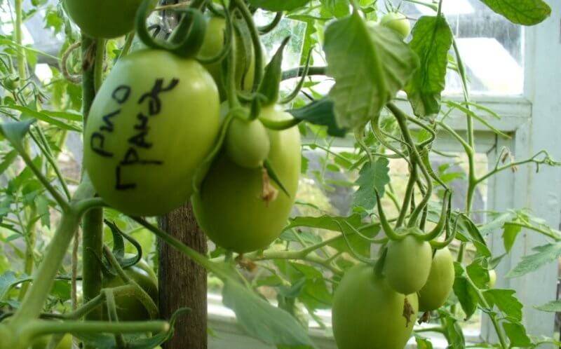 Рио гранде — необычные помидоры, родом из голландии