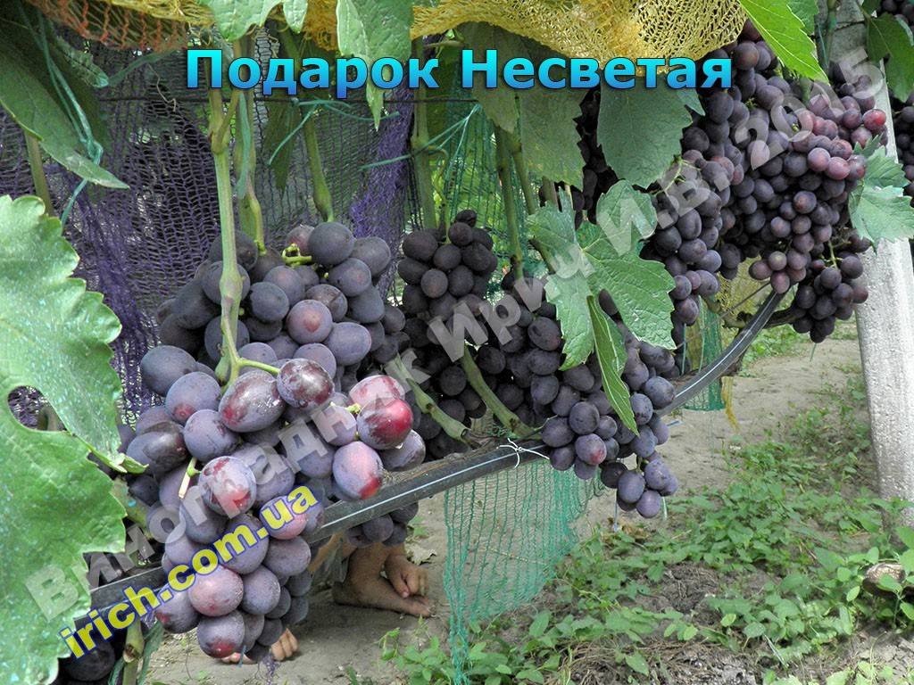 Описание сорта винограда подарок несветая: фото, видео и отзывы | vinograd-loza
