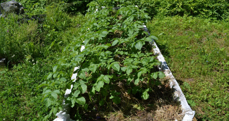 Посадка и выращивание картофеля по методу галины кизимы: особенности и правила посадки, отзывы