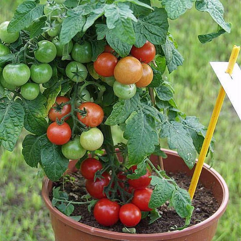 Сорт балконное чудо: лучшие помидоры для начинающих