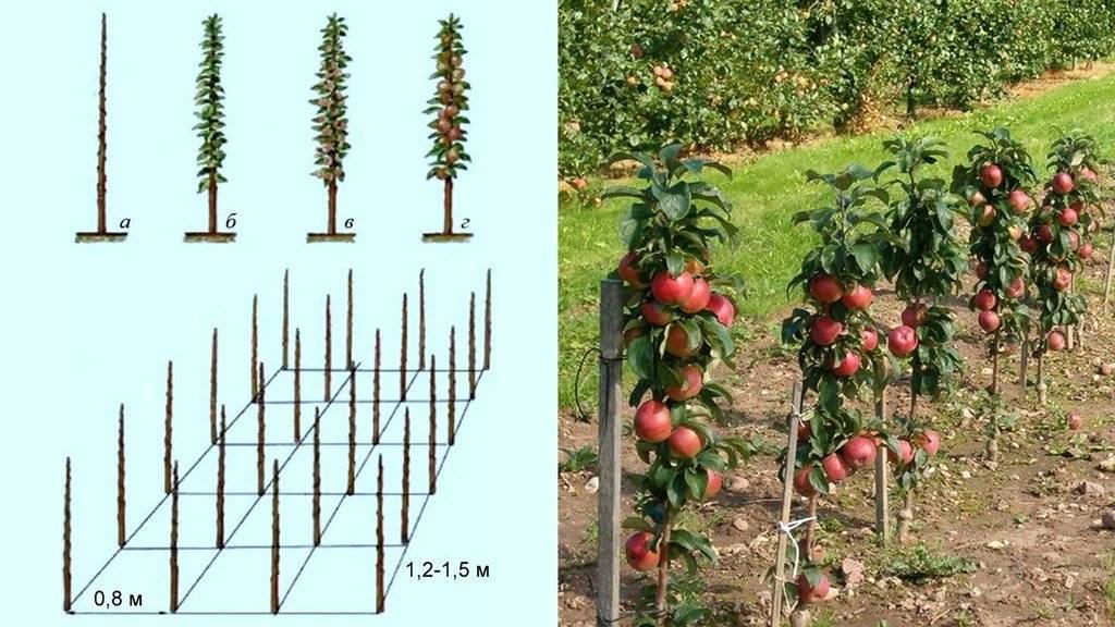 Описание 10 лучших сортов колоновидных яблонь для Подмосковья, посадка и выращивание