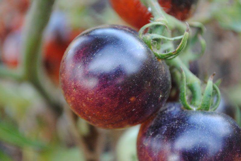 Описание и особенности культивирования сорта томата черника