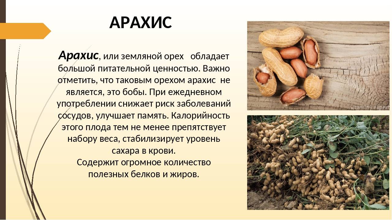 Арахис, или земляной орех . уход, выращивание, размножение. фото — ботаничка