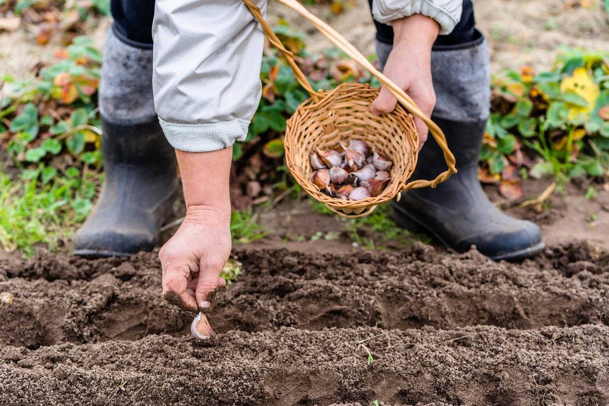 Как вырастить яровой чеснок – особенности выращивания в открытом грунте