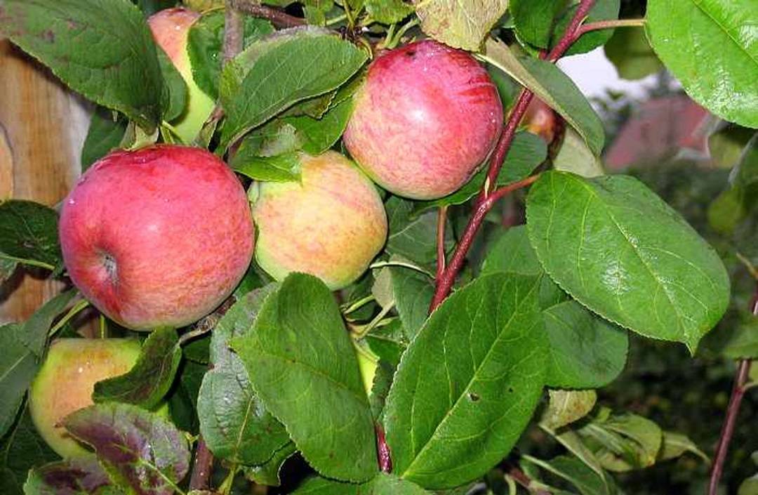 Сорт мельба яблоня фото с описанием