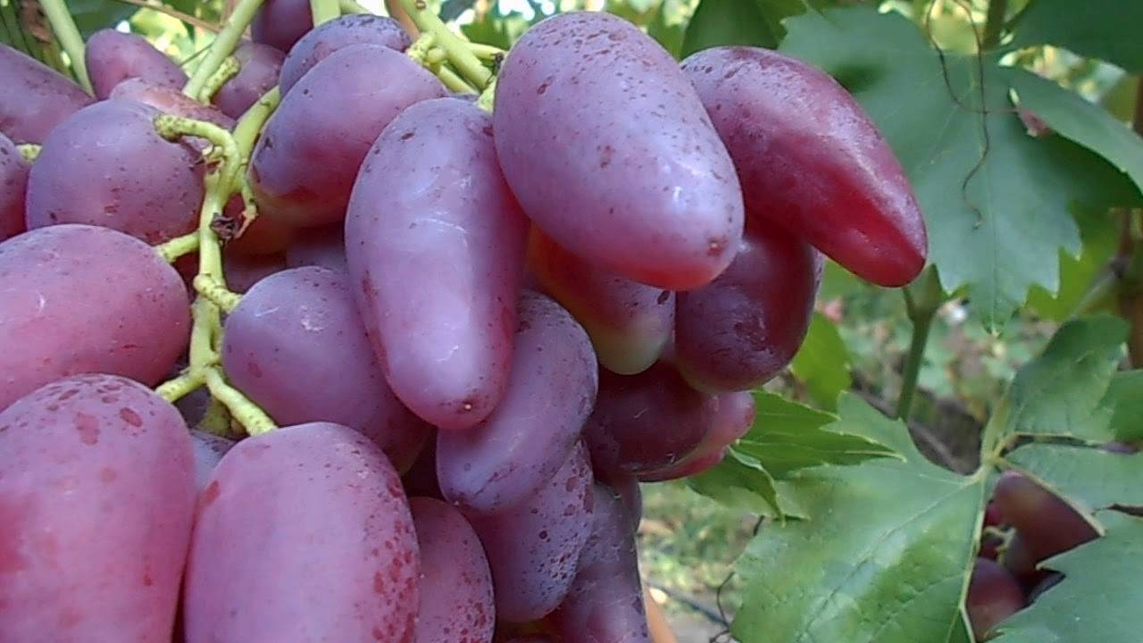 Виноград дубовский розовый, основные характеристики и уход за сортом