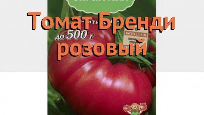 Томат бренди розовый: характеристика и описание сорта, отзывы об урожайности помидоров и фото большого куста