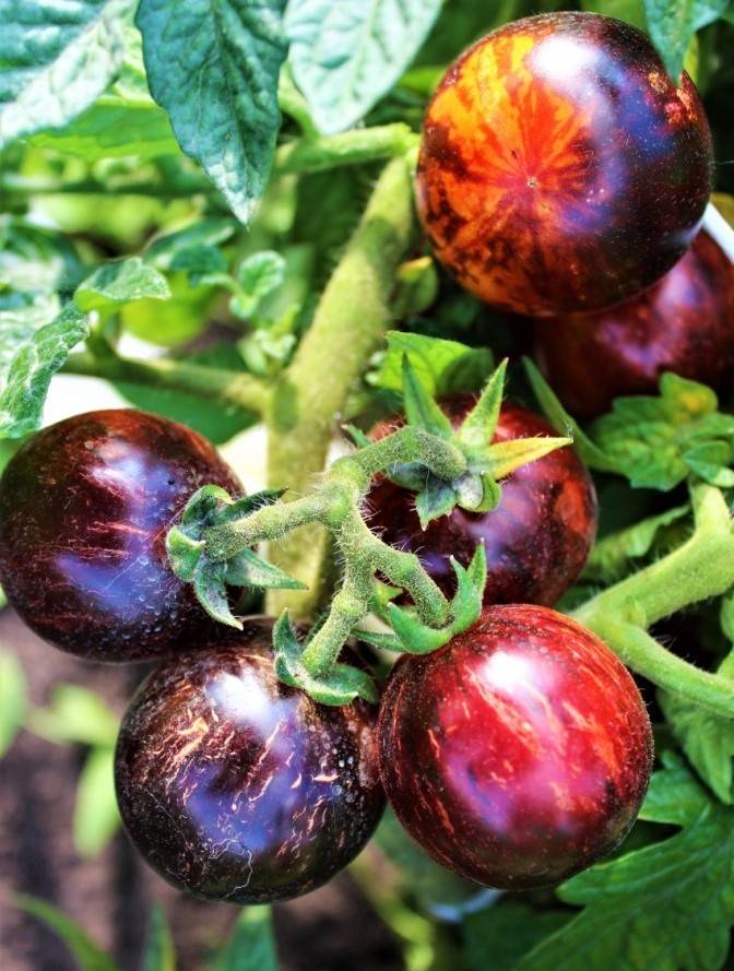 Томат гном бой с тенью: характеристика и описание сорта, фото куста и отзывы об урожайности помидоров