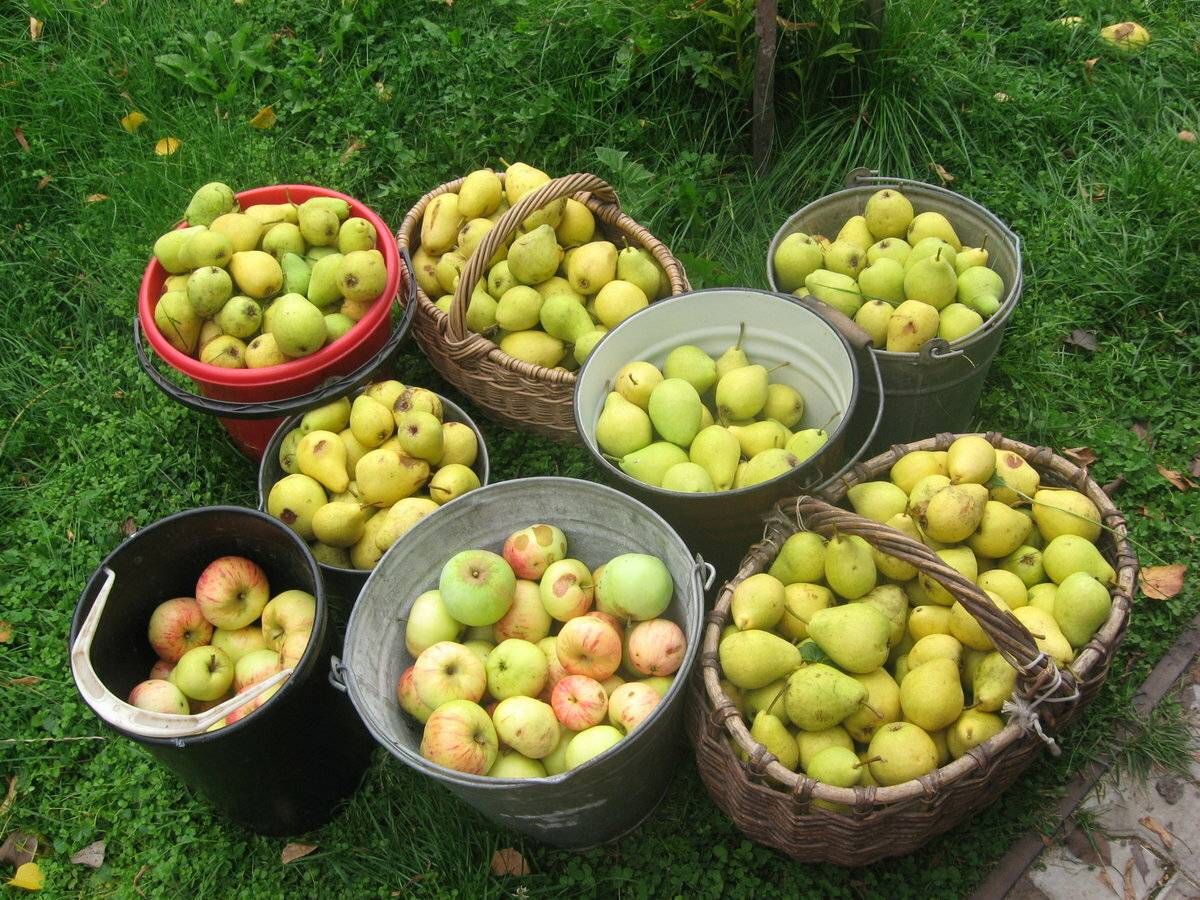 Яблоня гала маст: фото и описание сорта, отзывы