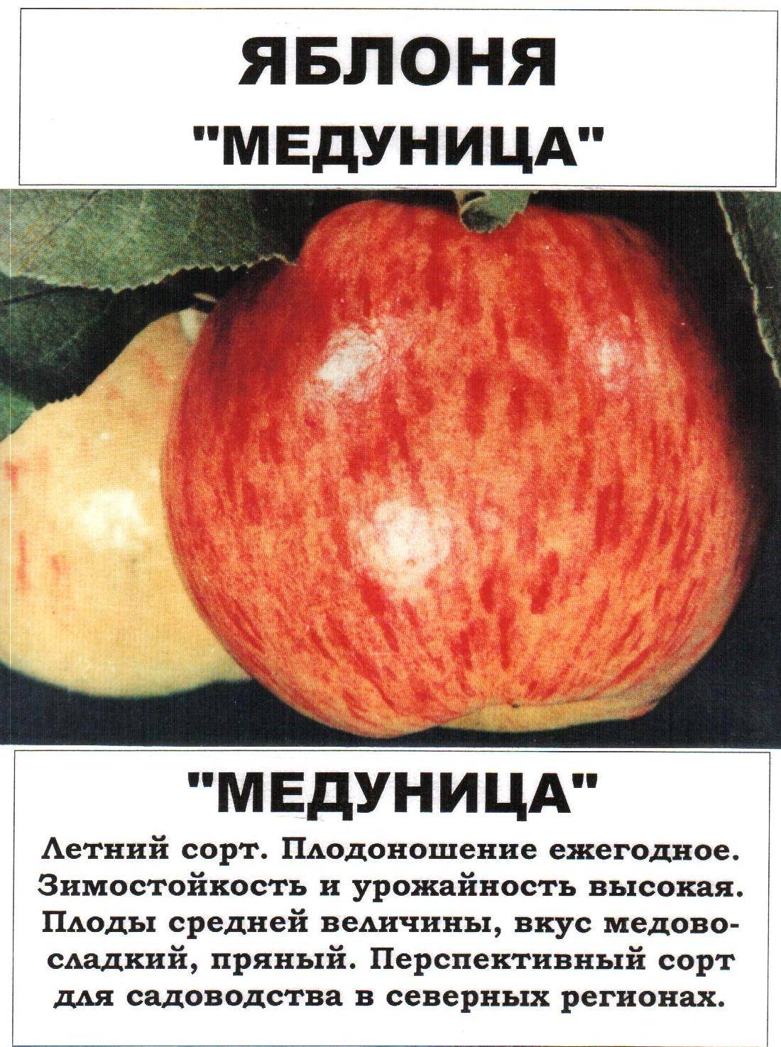 Яблоня "медуница": описание сорта, посадка, борьба с вредителями и фото selo.guru — интернет портал о сельском хозяйстве