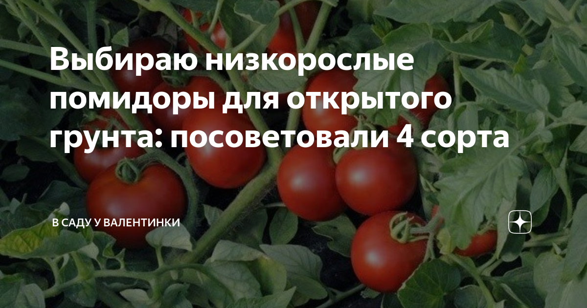 Описание новинок лучших томатов 2021 года, урожайные сорта для теплицы и открытого грунта